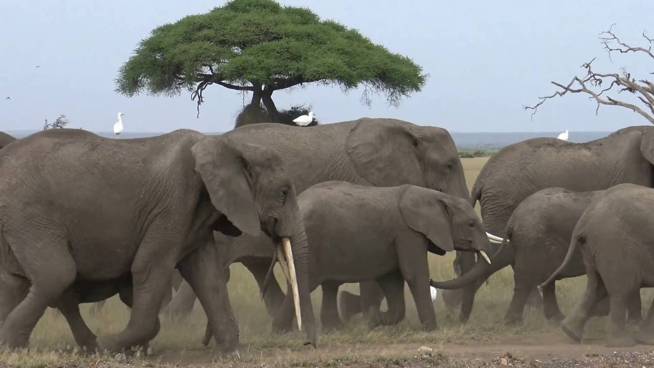 2016 Elefanten Amboseli Kenia