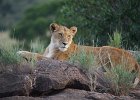 2016 Löwen Masai Mara Kenia